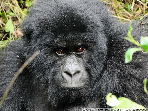 Que mirada tan cautivadora
Preciosa foto, que capta la intensidad de la mirada de este Gorila de Montaña, Parque Nacional de los Volcanes, Ruanda
