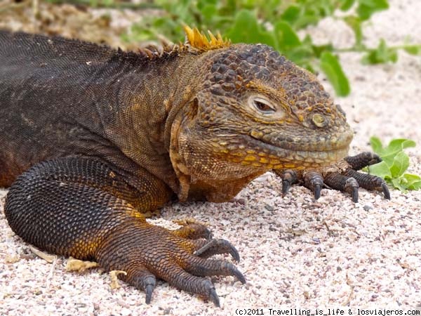 Iguana de tierra
Una de las más de 600 especies de iguanas terrestres que existen. Foto tomada en la isla Seymour Norte, Archipiélago de Galápagos
