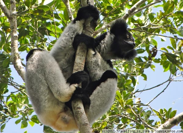 Lemur Indri
Uno de los escasísimos ejemplares que quedan del más grande de los lémures: el Indri. Oir su canto en la mañana sobrecoge, enternece y te hace sentir en paz con el mundo. Parque Nacional de Andasibe/Mantadia. Madagascar
