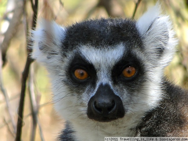 Foro de Parques De Madagascar: Lémur catta