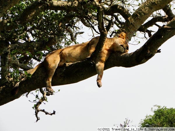 Una tranquila siesta lejos de los molestos tábanos Uganda
Leona trepadora en Ishasha, Parque Nacional Queen Elizabeth, Uganda. Este es uno de los pocos lugares de África en donde los leones trepan a los árboles con facilidad
