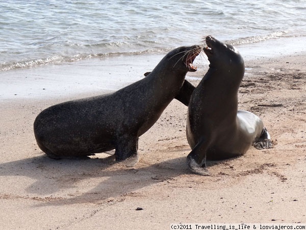 Pelea lobuna
Dos machos jóvenes peleándose por un trozo de playa. San Cristobal. Galápagos
