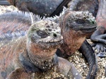 La prehistoria aún vive
Iguana, Islas Galápagos