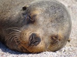Sleeping beauty
lobo marino de un pelo, sea lion, Galapagos, San Cristobal