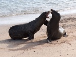 Pelea lobuna
lobo marino de un pelo, sea lion, Galapagos, San Cristobal
