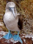 Piquero de patas azules
Blue footed bobby, Piquero de patas azules, alcatraz, Galápagos