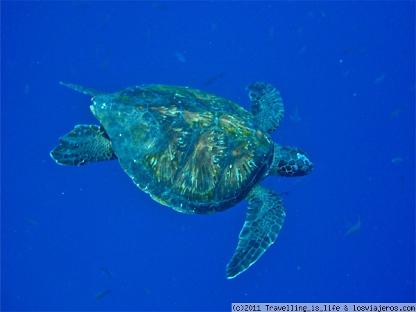 Tortuga carey
Tortuga carey nadando tranquilamente a escasos metros de nosotros en Kicker Roxk, San Cristobal, Islas Galápagos

