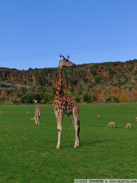 girafa
girafa de cabárceno
