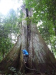 observacion de arboles gigantes