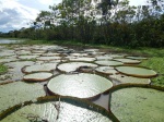 victorias regias
aquatic plants