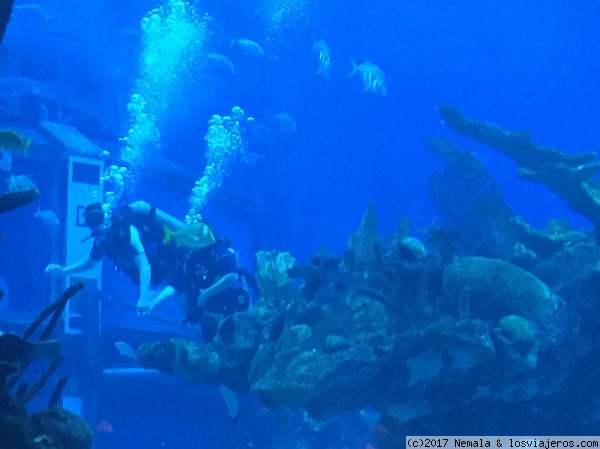 Coral Reef
Restaurante en Epcot
