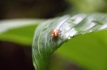 Dia 4: Tortuguero-Arenal