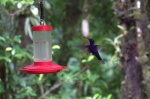 colibri
colibri