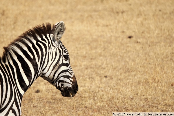 Cebra en Masai Mara
Una de las miles de cebras que se apartan al paso de nuestro 4x4 en el Masai Mara
