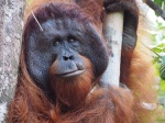 Macho Alfa observándonos
Orangutanes Indonesia