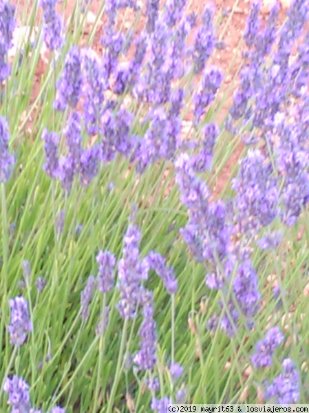 Lavanda.
Lavanda en Brihuega.
