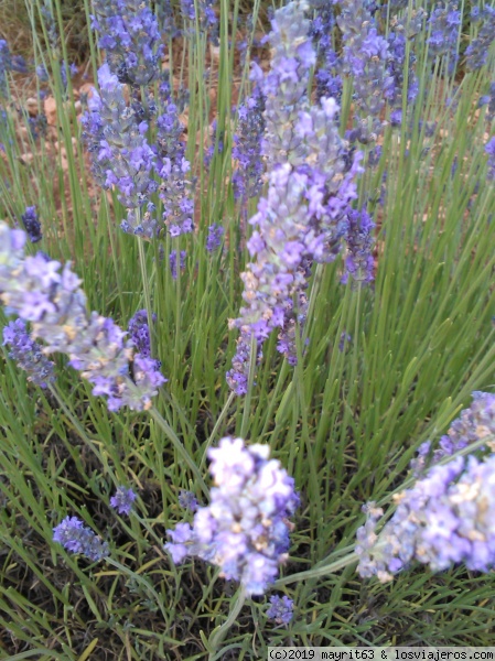 Lavanda.
Campos de lavanda en Brihuega.
