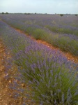 Campos de lavanda.
Campos, Brihuega, lavanda