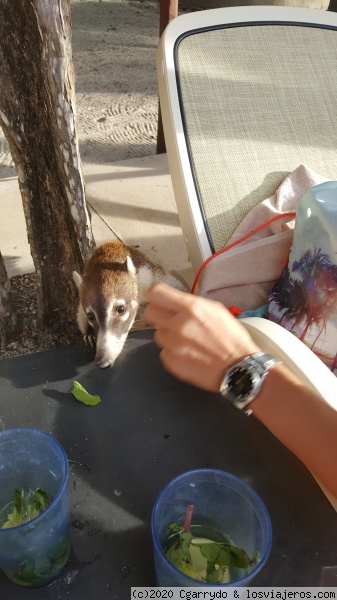 Coatíes en la piscina
Coatíes ladrones que si te despistabas te llevaban la bolsa
