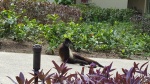 Fauna en Bahia Principe Sian Ka'an