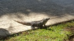 Iguanas en los caminos del Hotel Sian Ka'an Bahia Principe