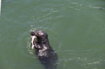 Foca en Chatham