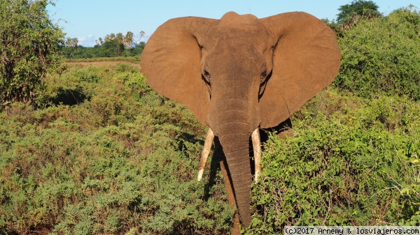 Elefante en Samburu
Elefante saliendo de la maleza

