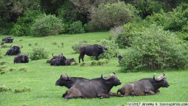 Bufalos
Búfalos
