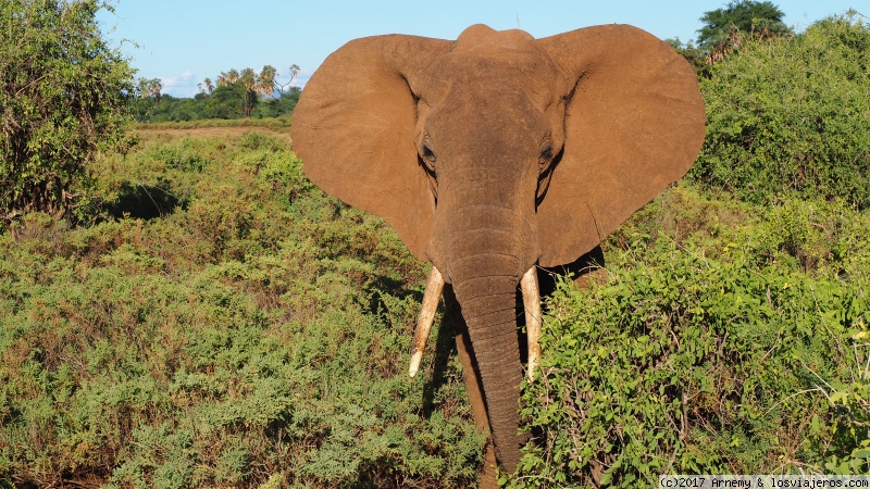 Viajar a  Kenia: Samburu - Elefante en Samburu (Samburu)