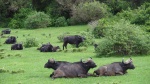 SAMBURU - ABERDARES