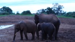 Elefantes
Elefantes