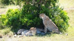 MASAI MARA - NAIROBI