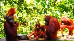 Orangutanes en Borneo