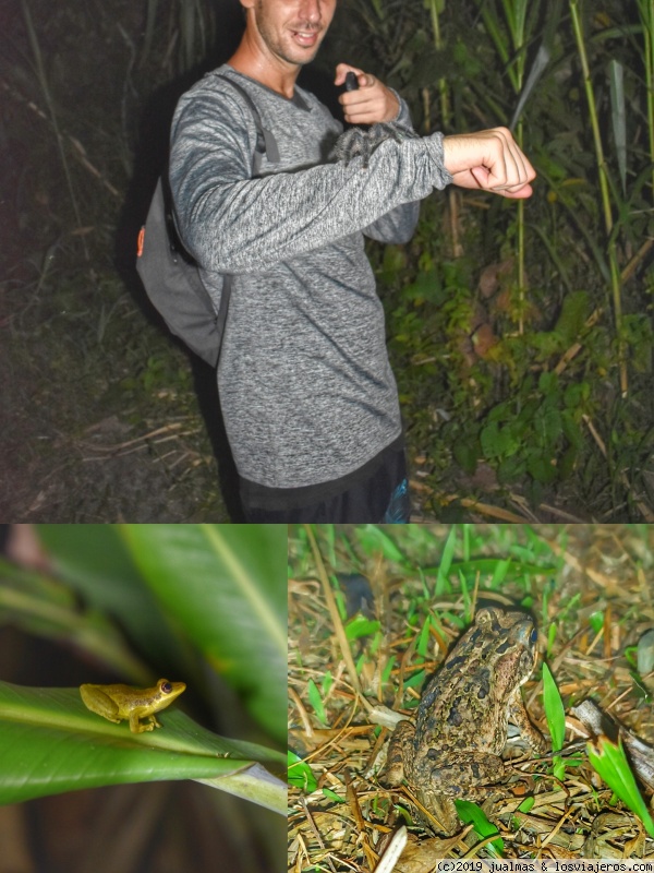 3 SEMANAS EN PERÚ del Amazonas a Machu Picchu 2019 - Blogs de Peru - Día 2. Iquitos Treking, pirañas, sunset y tarantulas (11)
