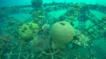 estructura para crear coral