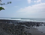 playa medewi bali