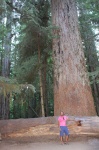 CATHEDRAL GROVE