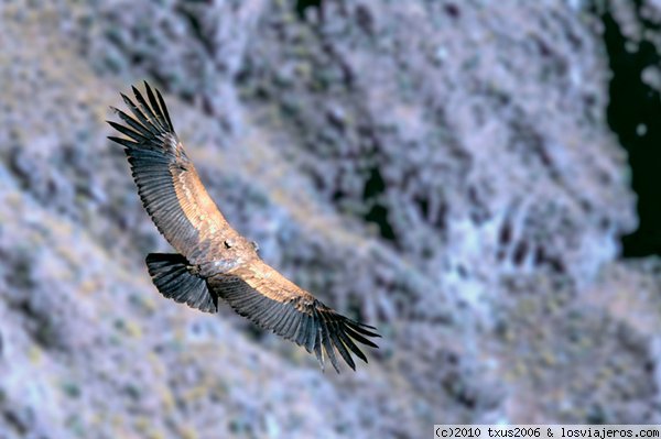 Foro de Cañón Del Colca: Cóndor