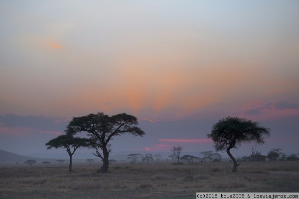 Atardecer en el Serengeti
Atardecer en el Serengeti, en contraluz las acáceas
