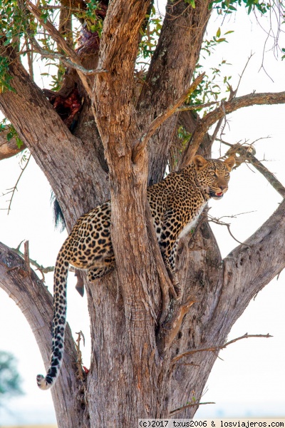 Leopardo
Leopardo comiendo un ñu
