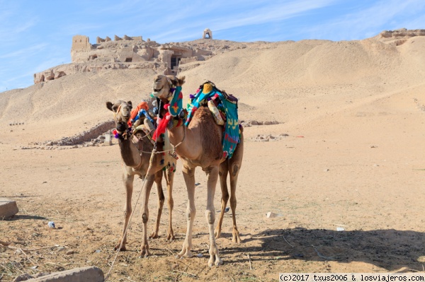 Camellos frente al Templo de los Nobles
Camellos, Aswan
