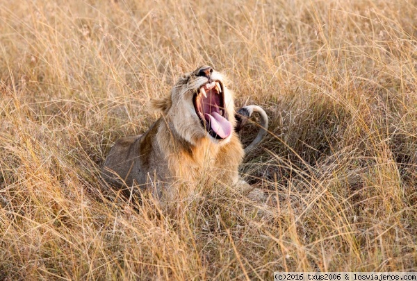 Colmillos de león
León abriendo la boca enseñando sus colmillos en las sabanas del Sengereti
