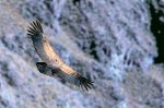 Cóndor
Condor, Colca