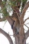 Leopardo
Presa, Leopardo, subido árbol