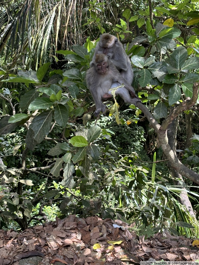24-8-2024. Ubud por libre - Bali agosto 2024 (2)