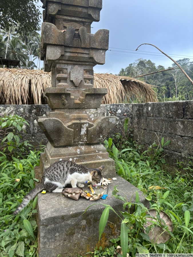 Bali agosto 2024 - Blogs de Indonesia - 23-8-2024. Con chófer de habla hispana. Ruta desde Ubud y volviendo a Ubud (5)