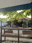 Gallo en Padangbai
Gallo, Padangbai