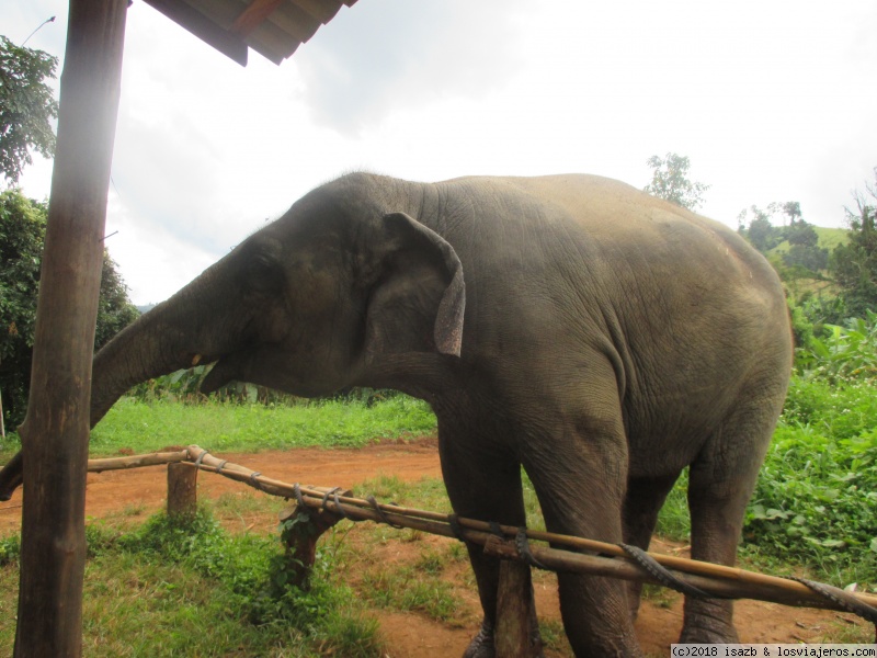 Día 12: Elephant Nature Park - 21 días Tailandia y Camboya (1)