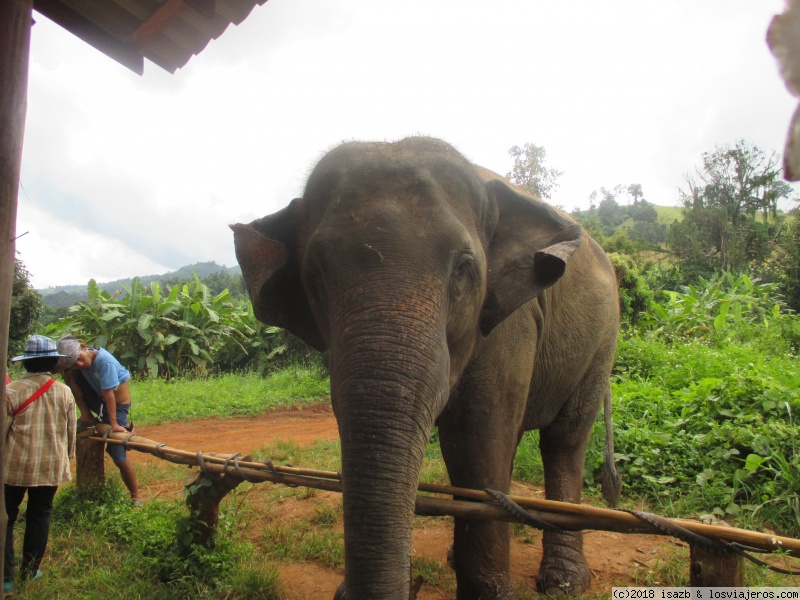 Día 12: Elephant Nature Park - 21 días Tailandia y Camboya (2)