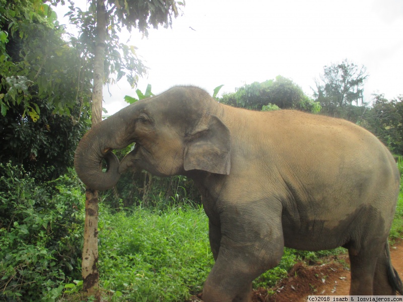 21 días Tailandia y Camboya - Blogs de Tailandia - Día 12: Elephant Nature Park (3)